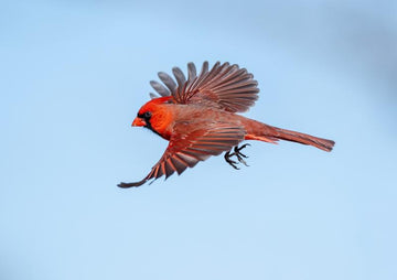 How to Attract Cardinals to Your Yard?