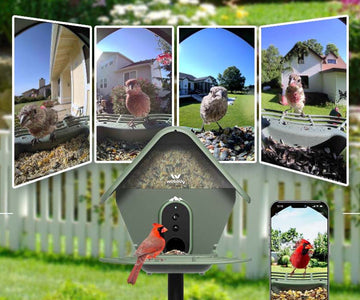 Why Won't Birds Come to My Bird Feeder?