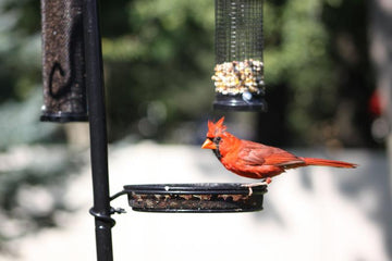 feed birds in summer