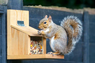 Do Squirrel-Proof Feeders Really Work?