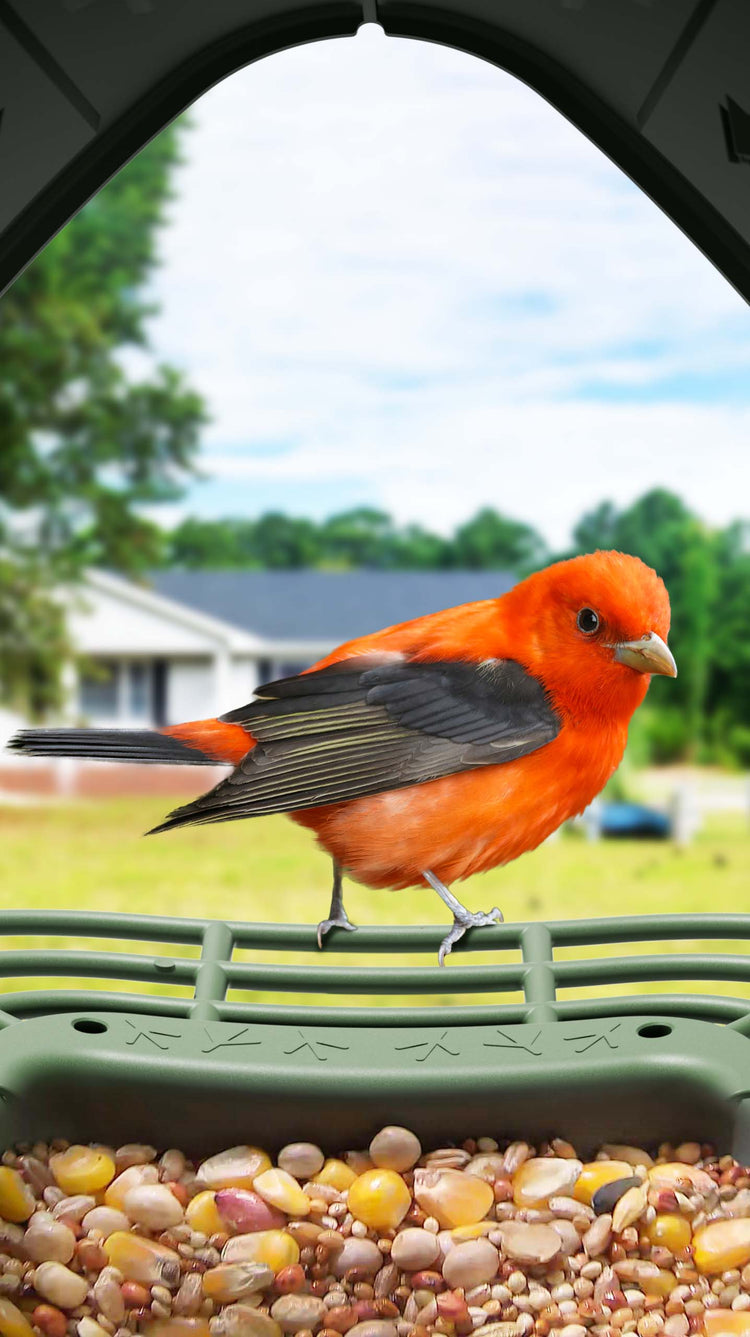 Scarlet Tanager