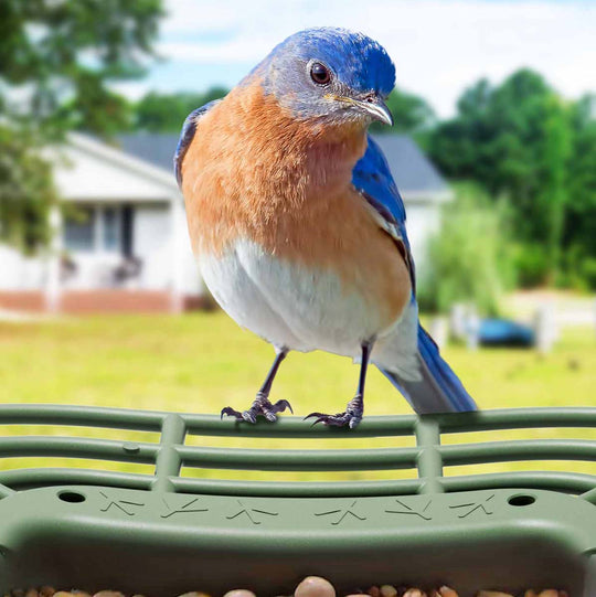 Perfect for Bird Photography Lovers