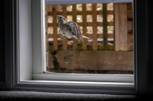 How to Stop Birds from Hitting Your Window?