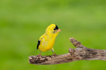How Long Does It Take Birds to Use a New Bird Feeder?