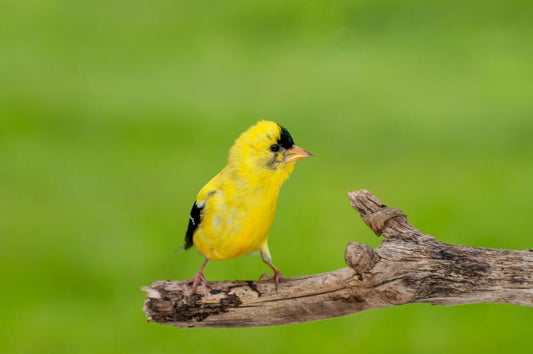 How Long Does It Take Birds to Use a New Bird Feeder?