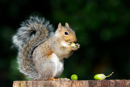 How to Keep Squirrels Away from Bird Feeders