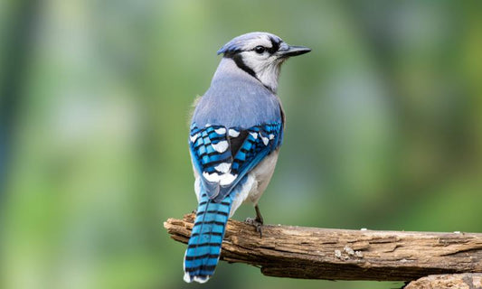 How to Attract Blue Jays to Your Backyard?