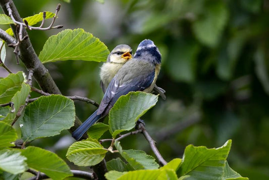 What Type of Bird Feeder Attracts the Most Birds?