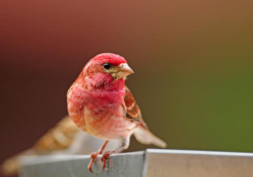 A Beginner’s Guide for Backyard Bird Watching