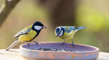 What Is the Best Time to Feed Birds?