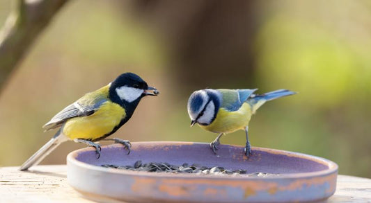 What Is the Best Time to Feed Birds?