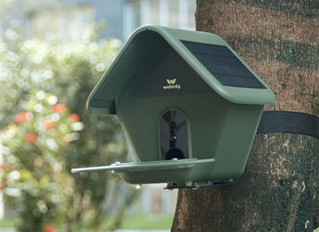 Where to Position a Bird Feeder?