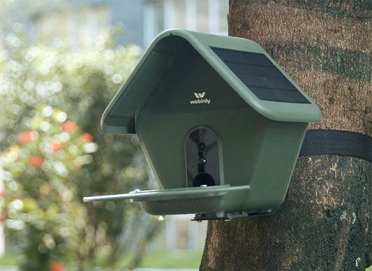 Where to Position a Bird Feeder?