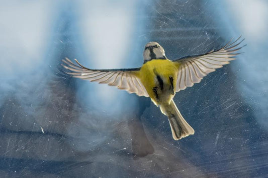 What Does It Mean When A Bird Hits Your Window?