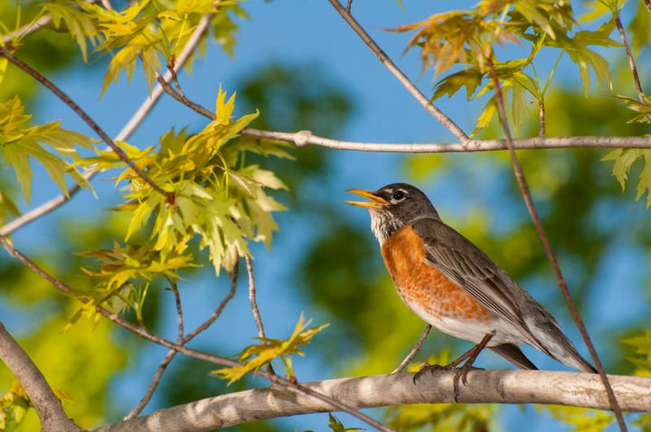 What Birds Visit Bird Feeders in Fall?
