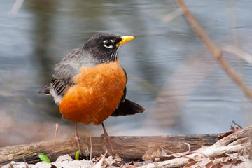 Do Birds Molt? Understanding the Bird Molting Behavior
