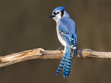 Explore Common Backyard Birds in North America