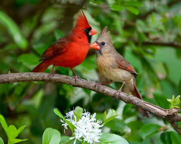 Top 12 Common Birds You Can Spot with a Bird Feeder Camera