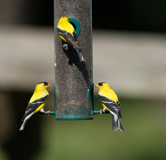 Do Birds Recognize Humans Who Feed Them?