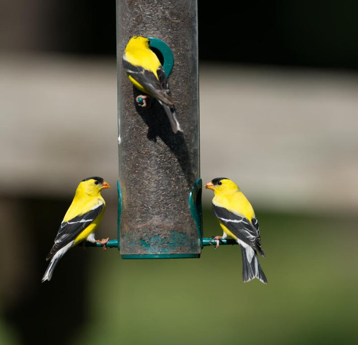 Do Birds Recognize Humans Who Feed Them?