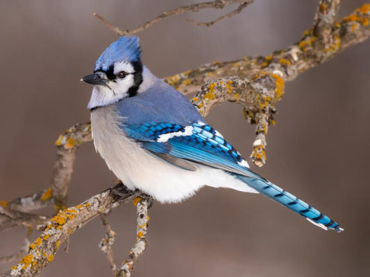 Top 8 Fun Facts About Blue Jays