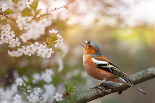 Gifts for Bird Lovers - Gift Ideas to Delight Every Bird Enthusiast