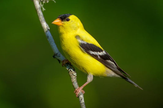 Do Goldfinches Migrate?