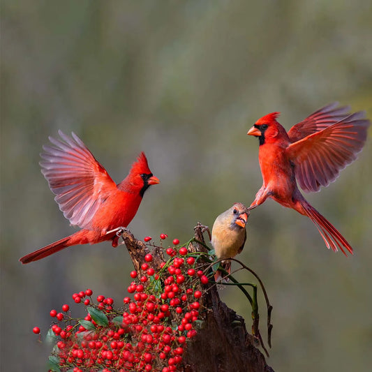 How to Attract More Birds to Your Bird Feeder Camera?