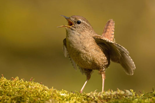 How to Help Birds in Summer - Bird Care Tips for Hot Weather