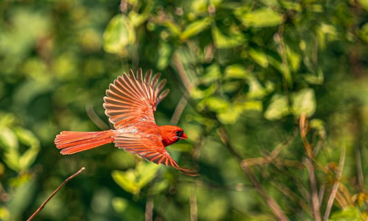 Spring Bird Feeding Tips for Beginners and Bird Lovers