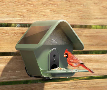 Smart Bird Feeder Buying Guide: Features That Really Matter