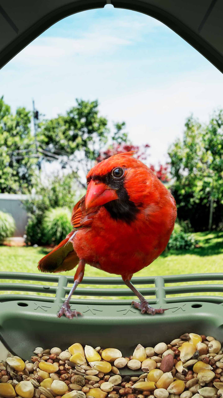 Cardinalis