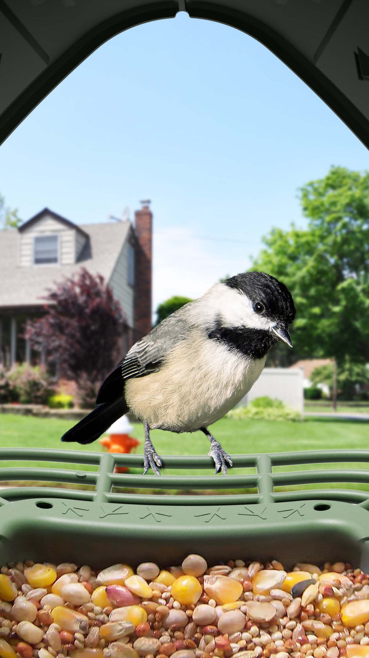 Carolina Chickadee