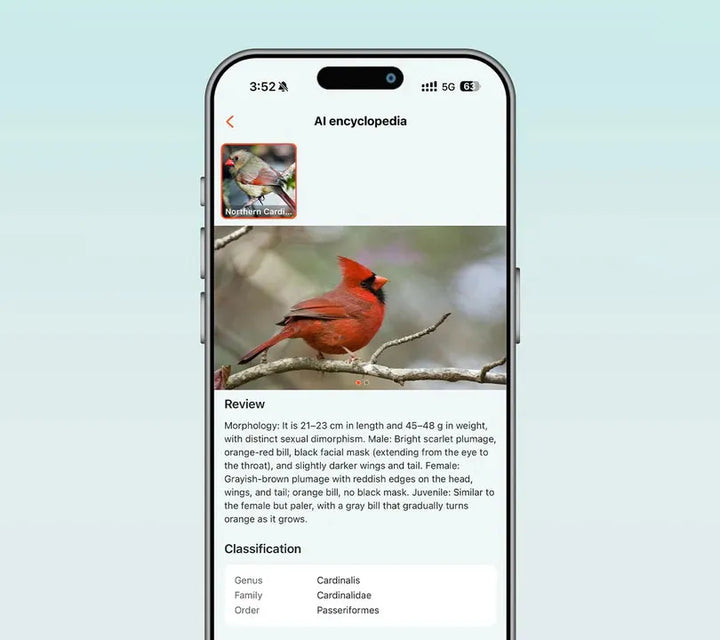 Bird Encyclopedia