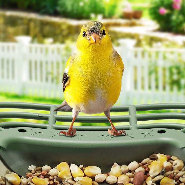 Clear Birdwatching