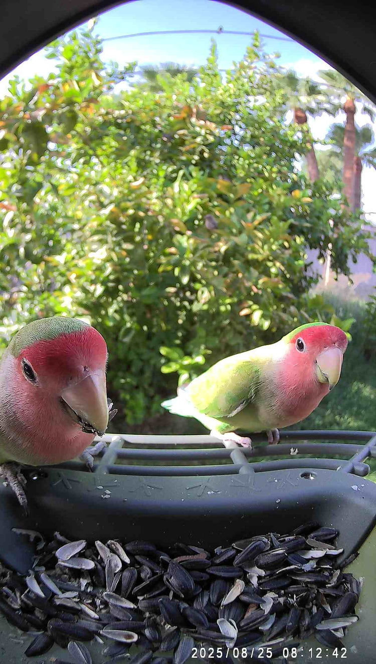 WoBirdy