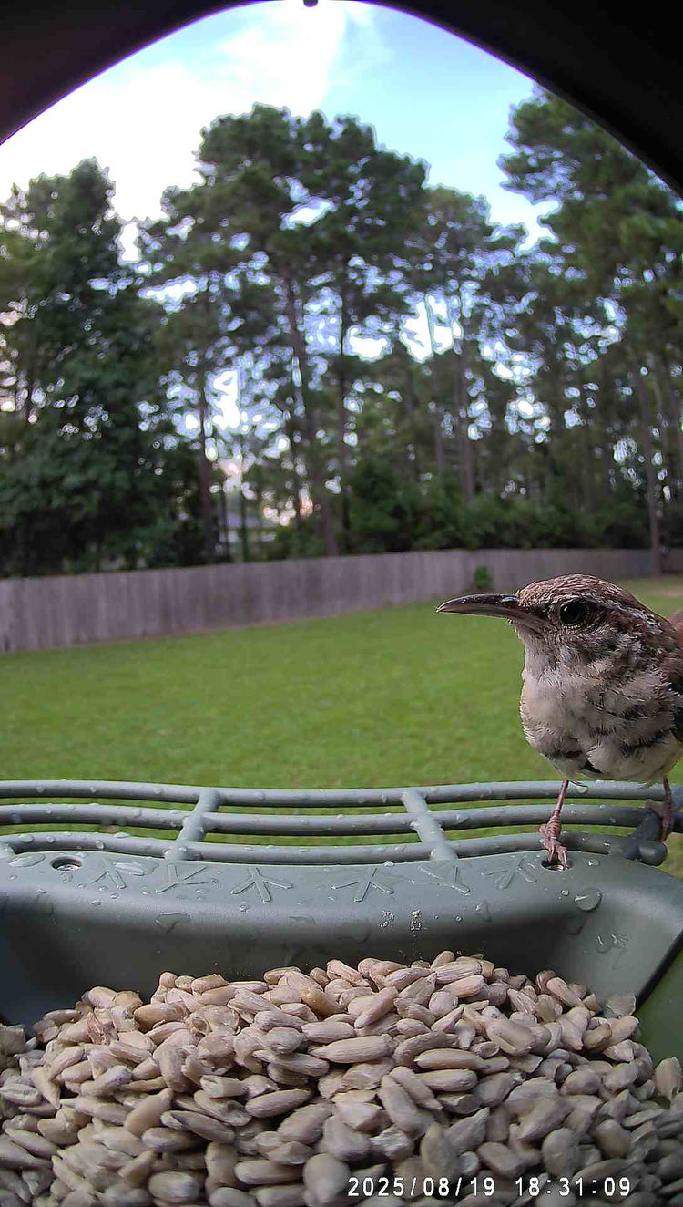 WoBirdy