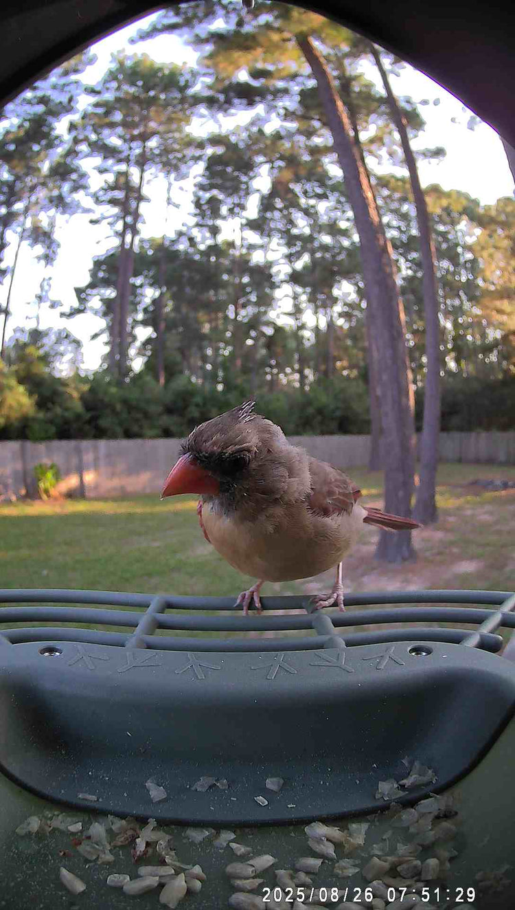 WoBirdy