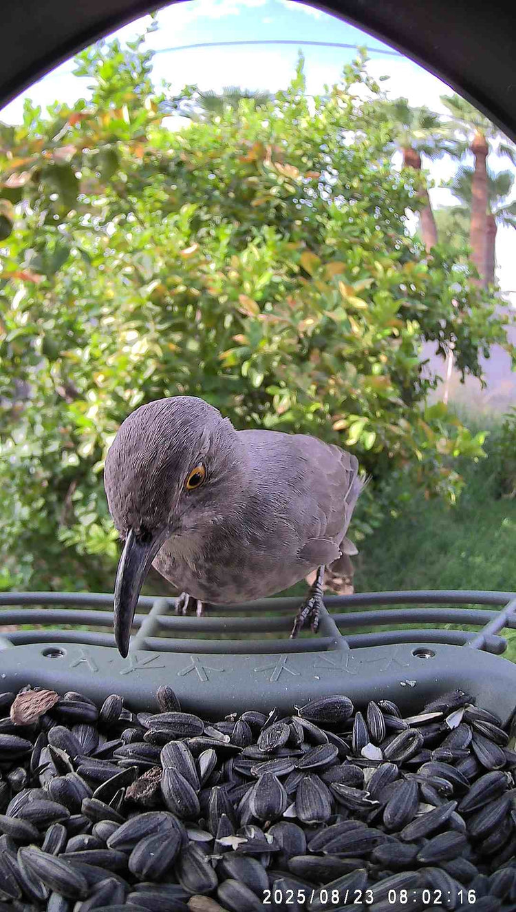 WoBirdy